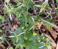 Rayless aster_Eucephalus tomentellus.jpg